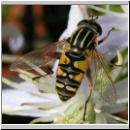 Helophilus pendulus - Gemeine Sumpfschwebfliege 16.jpg